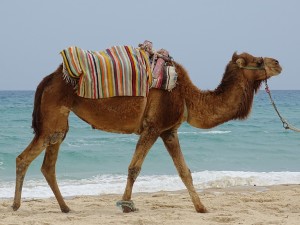 tunisie